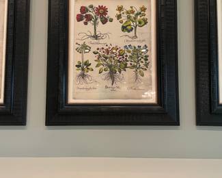 Set of 4 Basilius Besler Botanicals