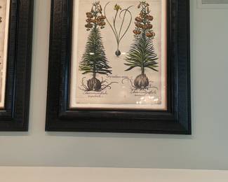 Set of 4 Basilius Besler Botanicals