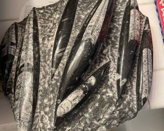 Orthoceras fossil plate.