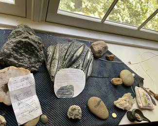 Incredible selection of fossils!!