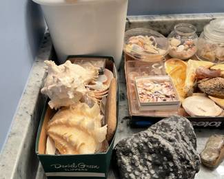 Large selection of shells and fossils.