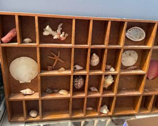 Shells and fossils.