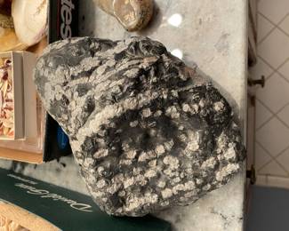 More shells and fossils.