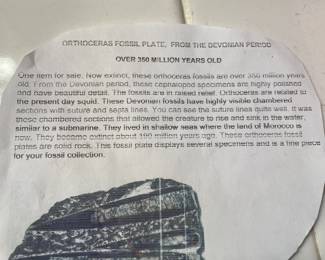 Orthoceras fossil plate.