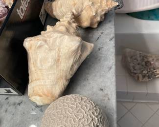 Large selection of shells and fossils.