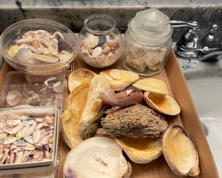 Large selection of shells and fossils.