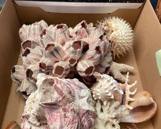 Large selection of shells and fossils.