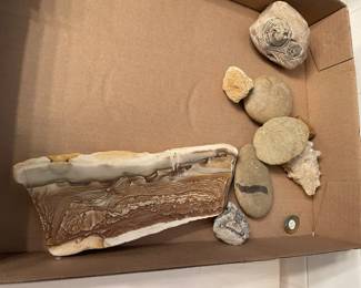 More shells and fossils.