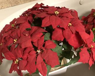 Some of the several pots of poinsettias 