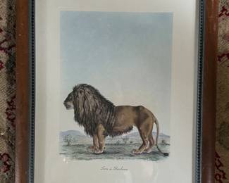 Print of Lion. Measures 13" x 17". 