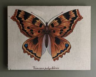 "Vanessa Polychlores Butterfly Canvas. Measures 12" x 8". 