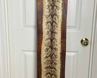 Mounted Snake Skin 