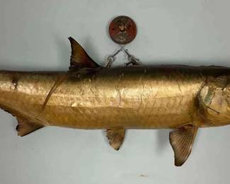 Mounted Tarpon 