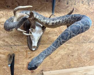 RATTLESNAKE & DEER Taxidermy