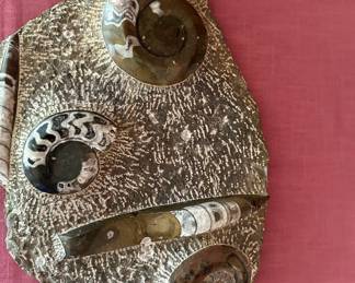 Fossilized Ammonites