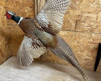 PHEASANT Taxidermy