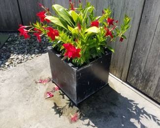 Container plants