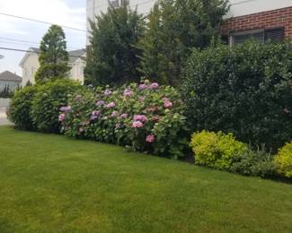 Mature landscaping