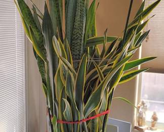 4-5 foot snakeplant