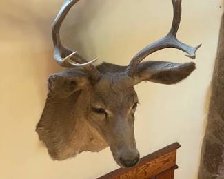 8 POINT DEER MOUNT TAXIDERMY