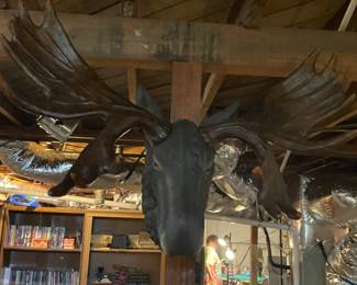 Moose head decor (faux)