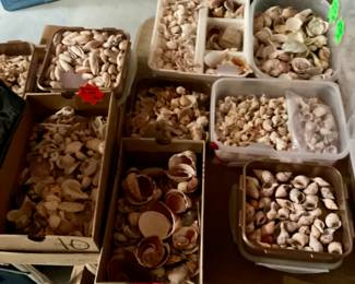 Sea Shell Stash...lots and lots of seashells from the Gulf of Mexico