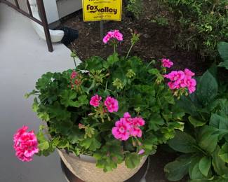 Geraniums with Pot