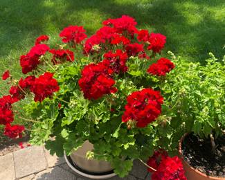 Geraniums with Pot
