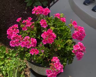 Geraniums with Pot, Rollers