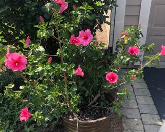Mandevilla with Pot, Rollers