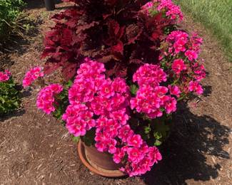 Geraniums with Pot
