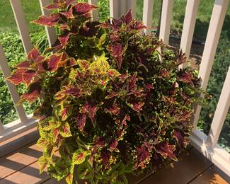 Coleus with Pot