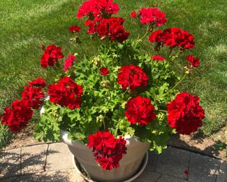 Geraniums with Pot