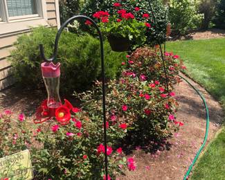 Shepherd's Hook, Geraniums