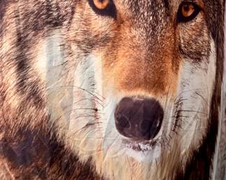 2 shower curtains with picture of a wolf $10 each