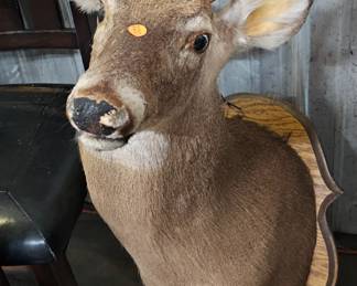 DEER TAXIDERMY MOUNT