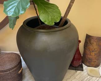 $400 Large pot with 10' fig plant. Pot measures 32" dia. X 37"h.