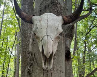Bison Skull