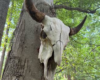 Bison Skull