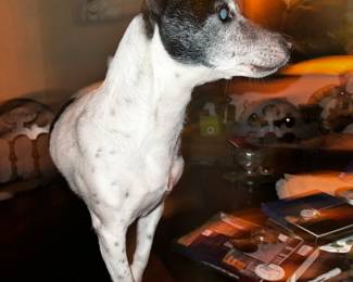 “SQUIRREL!”  Pup nfs!