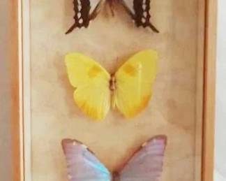 611 - Butterflies in Shadow Box - 9.5 x 5.5
