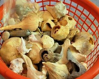 725 - Laundry Basket full of Collected Seashells
