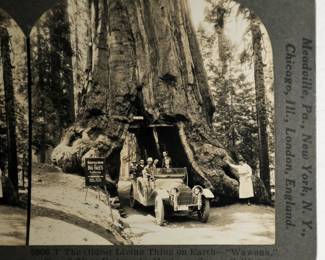 GIANT REDWOOD MARIPOSA GROVE, CALIFORNIA
