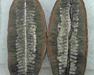 FERN FOSSIL 