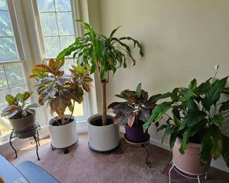 Several live plants