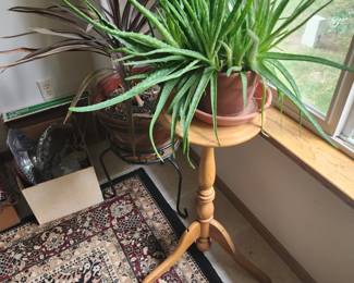 Plants and plant stands