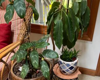 Indoor house plants