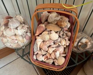 Seashell collection