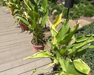 Outdoor plants