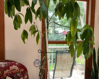 Live money tree